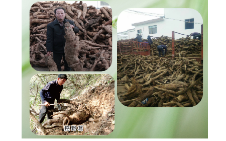 一勺野生葛根粉里的「古今對(duì)話」，從古籍記載到現(xiàn)代餐桌的清涼傳承