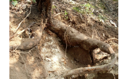 葛根粉：認(rèn)準(zhǔn) 10 年黃金期，拒絕 “年份噱頭”