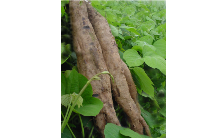 吃了這么多年的野生葛根粉，你吃對了嗎？