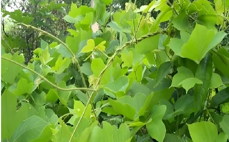 七夕寵妻狂魔就選它！二月風(fēng)雙有機(jī)野生葛根粉，健康又有文化味 