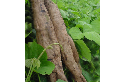 長期吃葛粉是養(yǎng)生還是傷身？科學(xué)解讀它的三大益處，讓你吃得更明白！