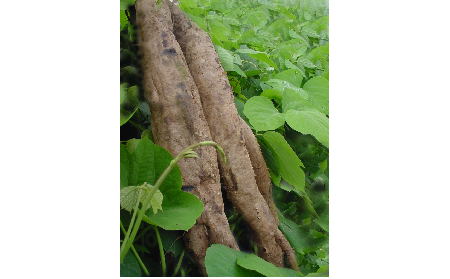 正宗的野生葛根粉，本質(zhì)是淀粉嗎？探秘千年本草中的自然饋贈(zèng)