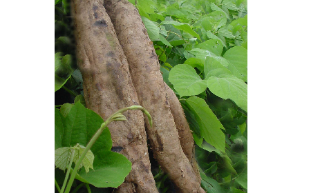 葛粉是什么？解鎖這份藏著千年文化與養(yǎng)生智慧的天然食材