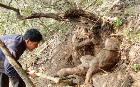 深山藏珍，二月風正在大量收購寒冬野生葛根